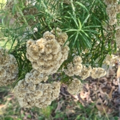 Cassinia longifolia (Shiny Cassinia, Cauliflower Bush) at Little Taylor Grassland (LTG) - 3 Mar 2024 by galah681