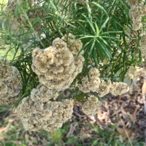 Cassinia longifolia at Little Taylor Grassland (LTG) - 3 Mar 2024