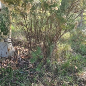 Cassinia longifolia at Little Taylor Grassland (LTG) - 3 Mar 2024