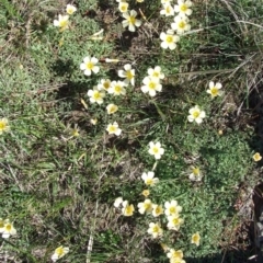 Oxalis flava (Yellow Oxalis) at Epping, VIC - 26 Aug 2007 by WendyEM