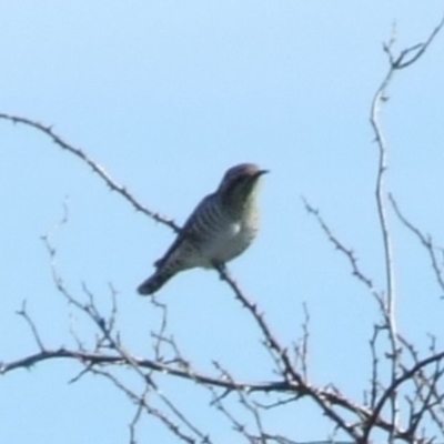 Chrysococcyx basalis (Horsfield's Bronze-Cuckoo) at Epping, VIC - 26 Aug 2007 by WendyEM