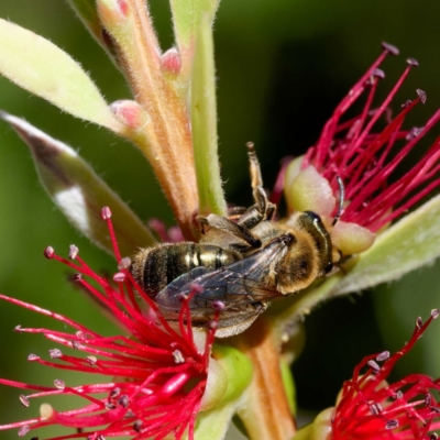 Leioproctus (Leioproctus) amabilis (A plaster bee) at Harrison, ACT - 3 Mar 2024 by DPRees125