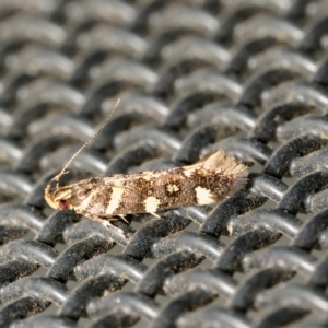 Macrobathra myriophthalma at Harrison, ACT - 3 Mar 2024