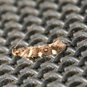 Macrobathra myriophthalma (A Cosmet moth (Cosmopteriginae)) at Harrison, ACT by DPRees125