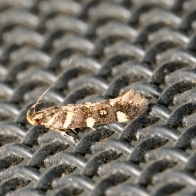 Macrobathra myriophthalma (A Cosmet moth (Cosmopteriginae)) at Harrison, ACT - 3 Mar 2024 by DPRees125
