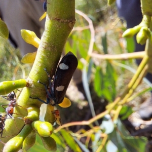 Iridomyrmex purpureus at Mount Majura - 4 Mar 2024