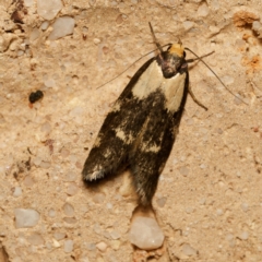 Palimmeces leucopelta (A concealer moth) at Harrison, ACT - 24 Feb 2024 by DPRees125