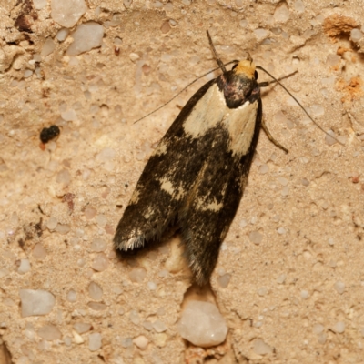 Palimmeces leucopelta (A concealer moth) at Harrison, ACT - 24 Feb 2024 by DPRees125