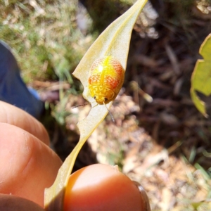 Paropsisterna fastidiosa at The Fair, Watson - 4 Mar 2024 12:06 PM