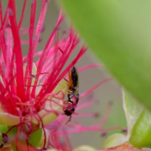 Euryglossina (Euryglossina) sp. (genus & subgenus) at Harrison, ACT - suppressed