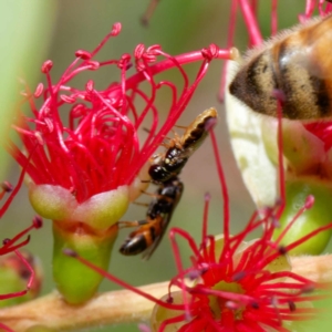 Euryglossina (Euryglossina) sp. (genus & subgenus) at Harrison, ACT - suppressed