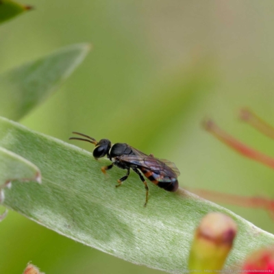 Hylaeus (Prosopisteron) littleri (Hylaeine colletid bee) at Harrison, ACT - 2 Mar 2024 by DPRees125