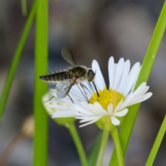 Bombyliidae (family) (Unidentified Bee fly) at Harrison, ACT - 4 Mar 2024 by DPRees125