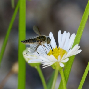 Bombyliidae (family) at Harrison, ACT - 4 Mar 2024