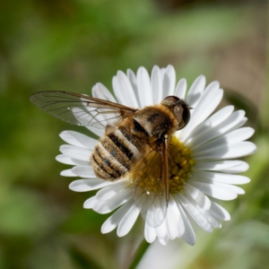 Villa sp. (genus) at Harrison, ACT - 4 Mar 2024