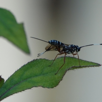 Xanthocryptus novozealandicus (Lemon tree borer parasite wasp) at Hall, ACT - 4 Mar 2024 by Anna123