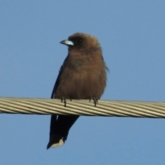 Artamus cyanopterus (Dusky Woodswallow) at Burradoo - 2 Mar 2024 by GlossyGal