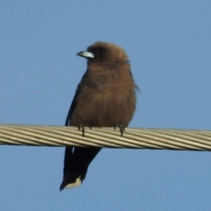 Artamus cyanopterus at Wingecarribee Local Government Area - 2 Mar 2024 06:20 PM