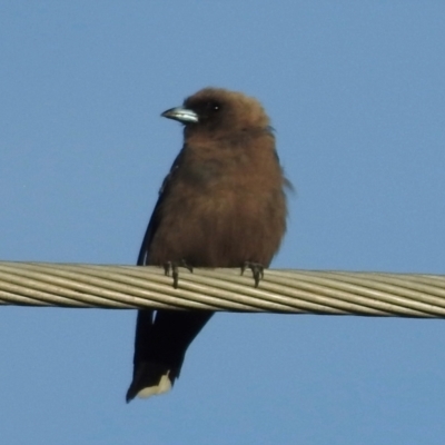 Artamus cyanopterus (Dusky Woodswallow) at Burradoo, NSW - 2 Mar 2024 by GlossyGal