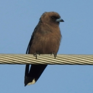 Artamus cyanopterus at Wingecarribee Local Government Area - 2 Mar 2024 06:20 PM
