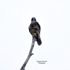 Falco peregrinus (Peregrine Falcon) at Broulee Moruya Nature Observation Area - 4 Mar 2024 by Gee
