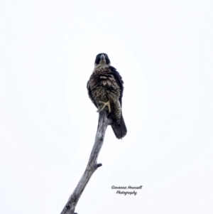 Falco peregrinus at Broulee, NSW - 4 Mar 2024 06:25 PM