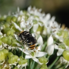 Lipotriches (Austronomia) australica at Hall, ACT - 4 Mar 2024