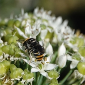 Lipotriches (Austronomia) australica at Hall, ACT - 4 Mar 2024