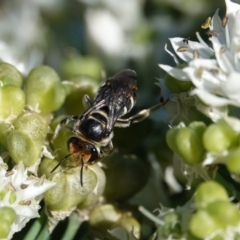 Lipotriches (Austronomia) australica at Hall, ACT - 4 Mar 2024