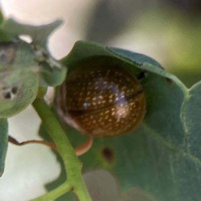 Paropsisterna cloelia (Eucalyptus variegated beetle) at Russell, ACT - 4 Mar 2024 by Hejor1