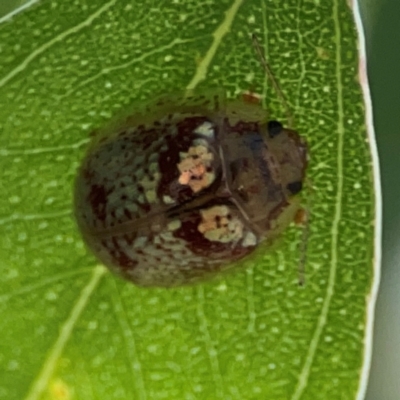 Paropsisterna laesa species complex (Laesa leaf beetle) at Russell, ACT - 4 Mar 2024 by Hejor1