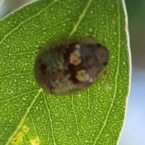 Paropsisterna laesa species complex at Russell, ACT - 4 Mar 2024