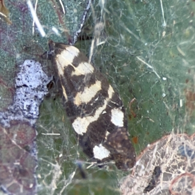 Macrobathra (genus) at Russell, ACT - 4 Mar 2024 by Hejor1