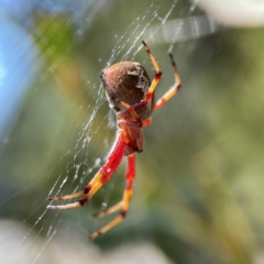 Salsa fuliginata at Russell, ACT - 4 Mar 2024