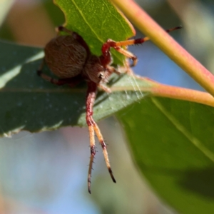 Salsa fuliginata at Russell, ACT - 4 Mar 2024