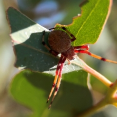 Salsa fuliginata at Russell, ACT - 4 Mar 2024