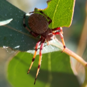 Salsa fuliginata at Russell, ACT - 4 Mar 2024