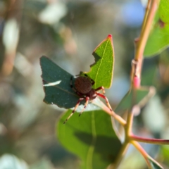 Salsa fuliginata at Russell, ACT - 4 Mar 2024