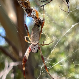 Trichonephila edulis at Russell, ACT - 4 Mar 2024