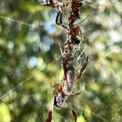 Trichonephila edulis at Russell, ACT - 4 Mar 2024