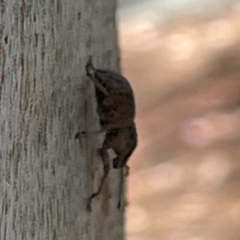 Polyphrades paganus at Russell, ACT - 4 Mar 2024 02:01 PM