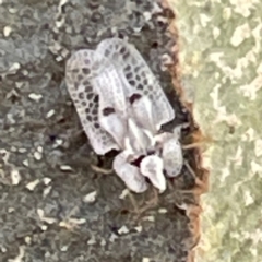 Corythucha ciliata (Sycamore Lace Bug) at Russell, ACT - 4 Mar 2024 by Hejor1