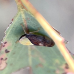 Brunotartessus fulvus at Russell, ACT - 4 Mar 2024