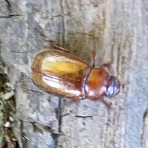 Heteronyx sp. (genus) at Russell, ACT - 4 Mar 2024