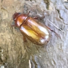 Heteronyx sp. (genus) at Russell, ACT - 4 Mar 2024