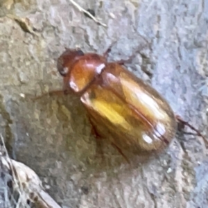 Heteronyx sp. (genus) at Russell, ACT - 4 Mar 2024