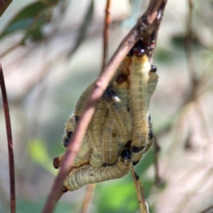 Perginae sp. (subfamily) (Unidentified pergine sawfly) at Russell, ACT - 4 Mar 2024 by Hejor1