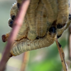 Perginae sp. (subfamily) at Russell, ACT - 4 Mar 2024