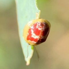 Paropsisterna laesa (Laesa leaf beetle) at Russell, ACT - 4 Mar 2024 by Hejor1