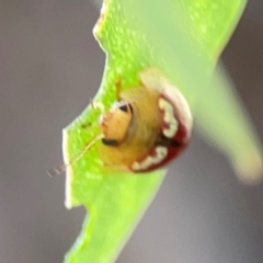 Paropsisterna laesa species complex at Russell, ACT - 4 Mar 2024